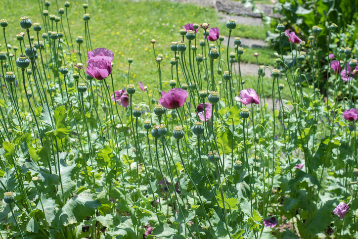 Schlafmohn
