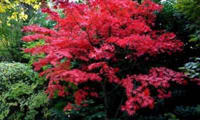 Schlitzahorn schneiden