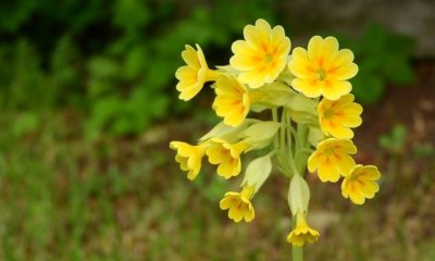 Schlüsselblume aus Samen gewinnen