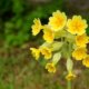 Schlüsselblume aus Samen gewinnen