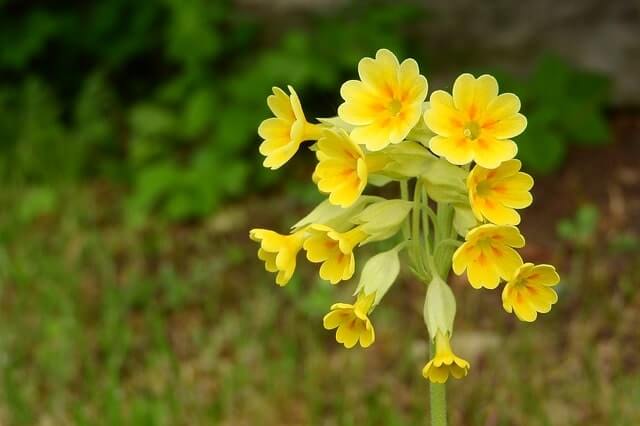 Schlüsselblume aus Samen gewinnen