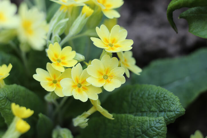 Schlüsselblumen zu Hause vorziehen