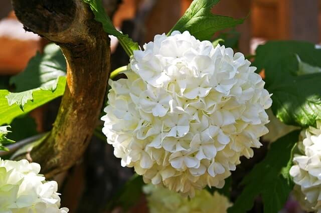 Schneeball düngen - wie oft und womit