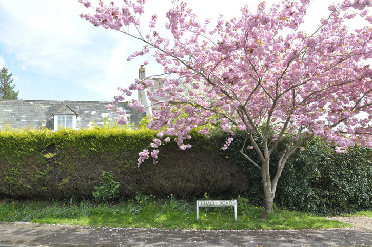 Schnitt und Hochstammentwicklung