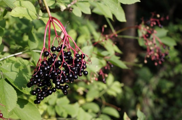 Schwarzen Holunder richtig schneiden