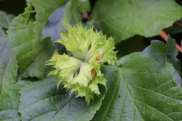 Selbst eine Haselnuss ziehen - eine einfache Anleitung