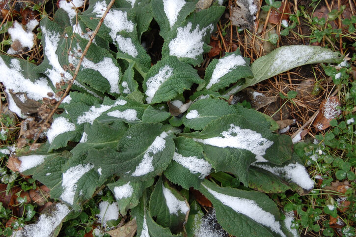 Sind Fingerhüte tatsächlich winterhart