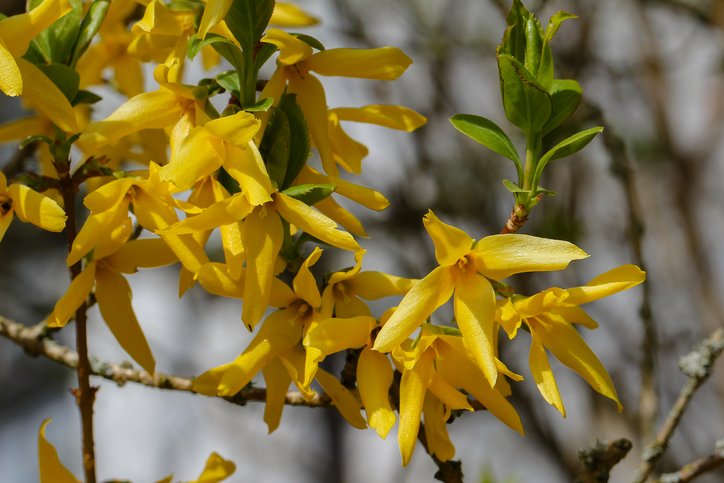 Sind Forsythien tatsächlich giftig