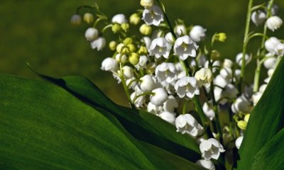 Sind Maiglöckchen unter Naturschutz