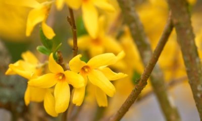 Sind die Blätter der Forsythie giftig