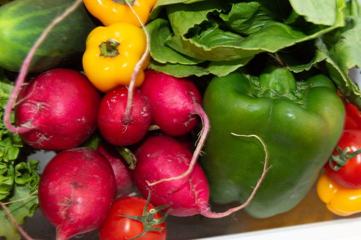 Sommer-Rettich lagern