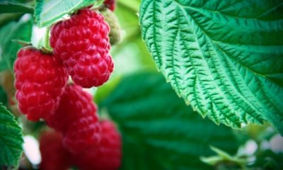 Sommerhimbeeren richtig schneiden - Zeitpunkt und Anleitung