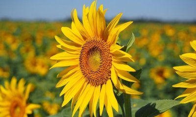 Sonnenblumen im Topf einpflanzen - So wird's gemacht!
