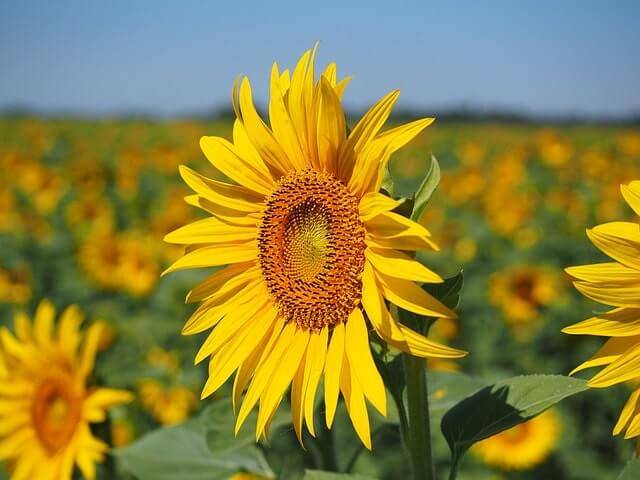 Sonnenblumen im Topf einpflanzen - So wird's gemacht!