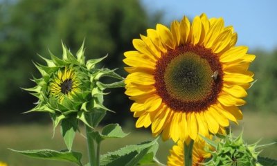 Sonnenblumen pflanzen - der richtige Zeitpunkt