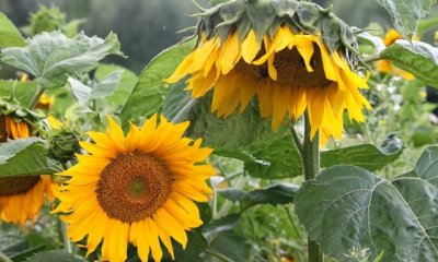 Sonnenblumenkerne keimen lassen