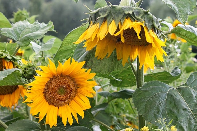 Sonnenblumenkerne keimen lassen