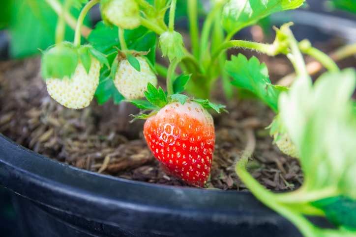 Sonnenwarme Erdbeeren ernten