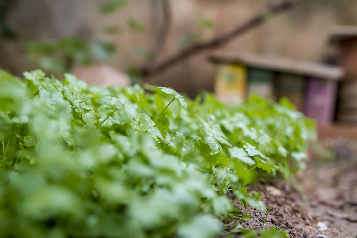 Sorten von Petersilie und wie Sie die beste für Ihren Garten auswählen