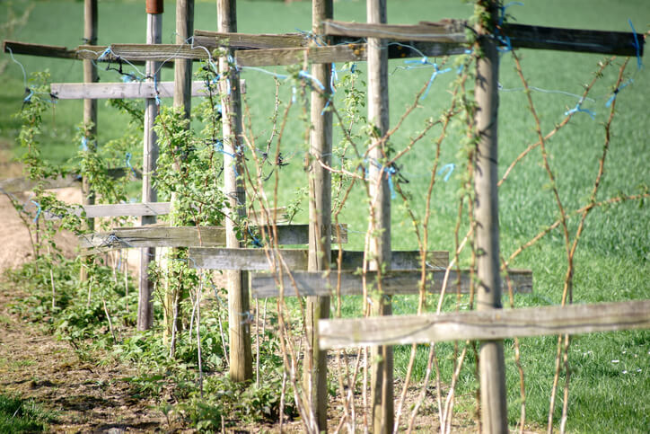 Später hält ein Gestell Himbeeren in Form