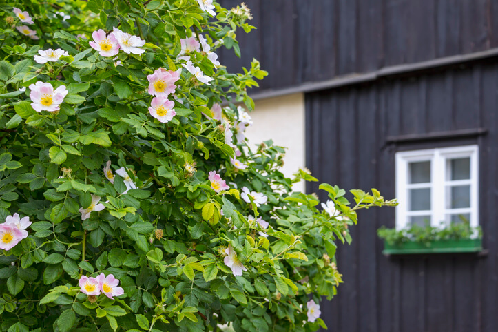Standort und Boden der Hundsrosen