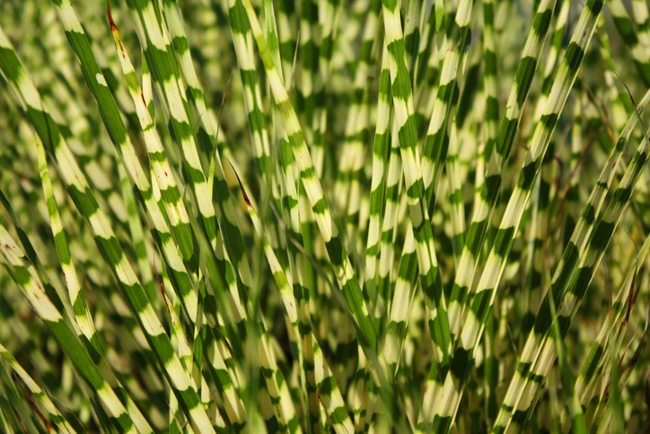 Standort und Bodenbeschaffenheit