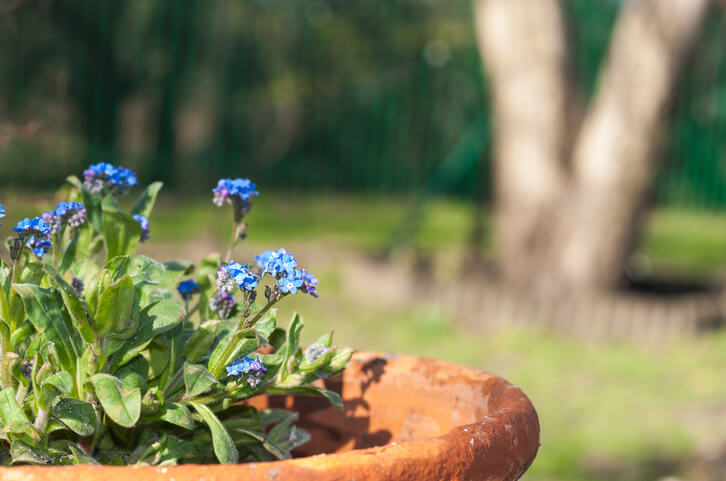 Standort und Pflege im Topf