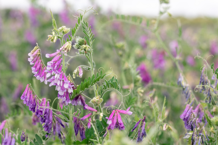 Staudenwicken schneiden