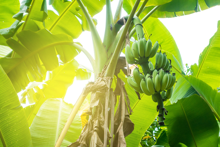 Steckbrief der Banane