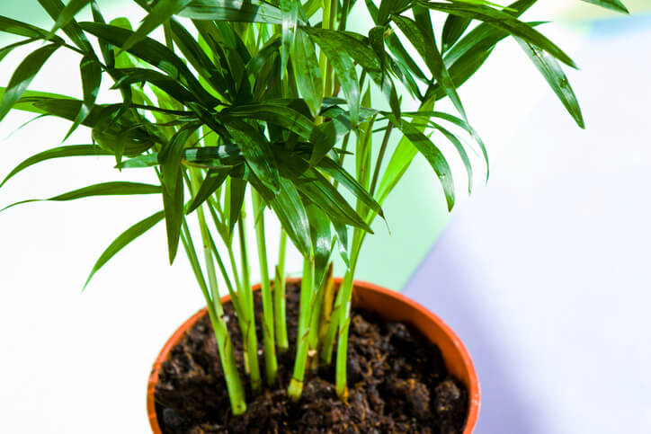 Stecklinge abtrennen