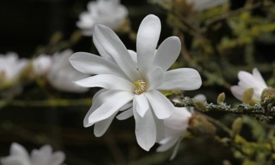 Sternmagnolie richtig schneiden
