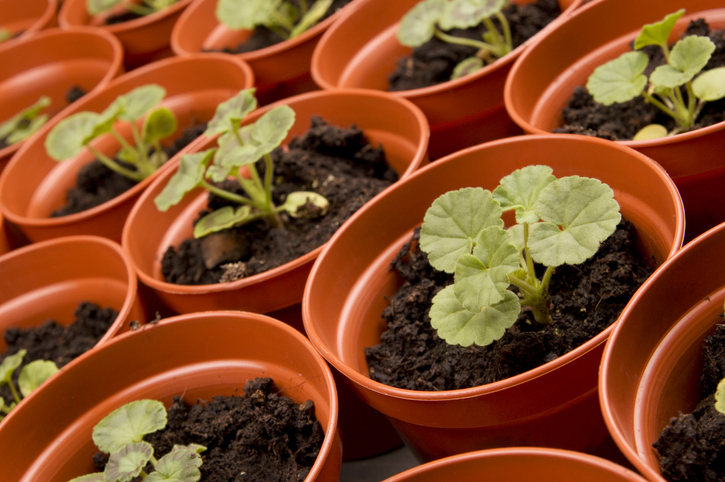 Storchschnabel aussäen