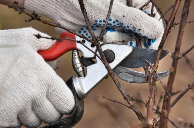 Sträucher im Herbst richtig schneiden