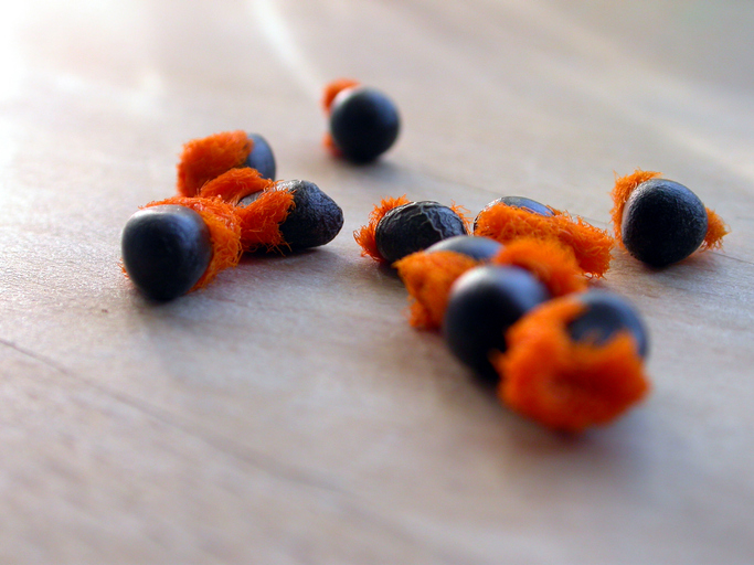 Strelitzien aus Samen ziehen