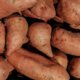 Süßkartoffel über Stecklinge vermehren