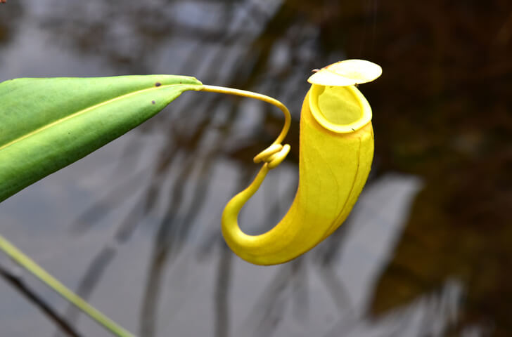 Tiefland-Nepenthes