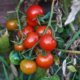 Tomaten bekommen braune Blätter – Ursachen und Abhilfe