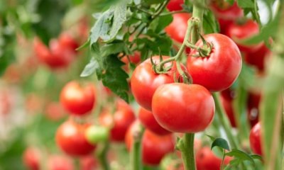 Tomaten im Hochbeet - der richtige Pflanzabstand