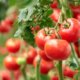 Tomaten im Hochbeet - der richtige Pflanzabstand