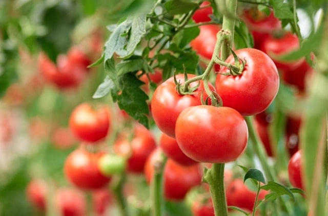 Tomaten im Hochbeet - der richtige Pflanzabstand