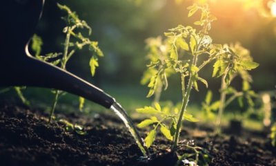 Tomaten im Kübel oder im Freiland pflanzen