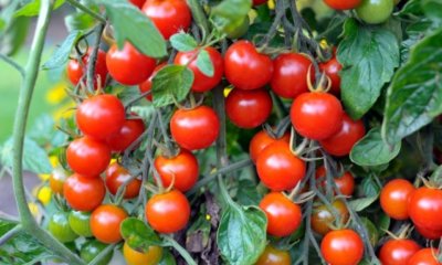 Tomaten wachsen nicht weiter - was tun