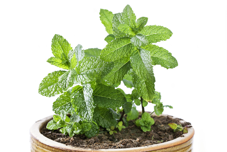 Topfwahl für den Balkon