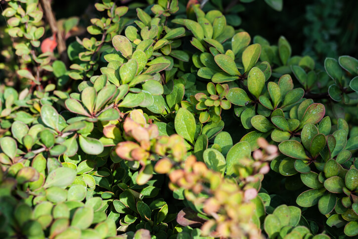 Trockenschäden an den Blättern