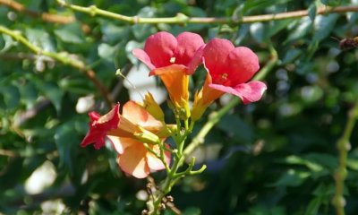 Trompetenblume - welche Sorten sind winterhart