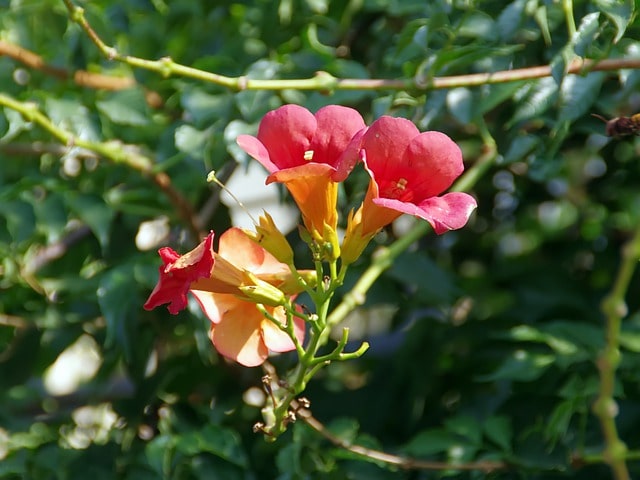 Trompetenblume - welche Sorten sind winterhart