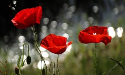 Türkischer Mohn - die Aussaat für Anfänger