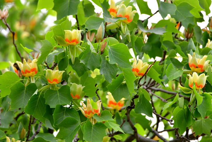 Tulpenbaum