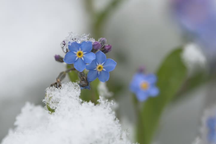 Überwintern der Vergissmeinnicht