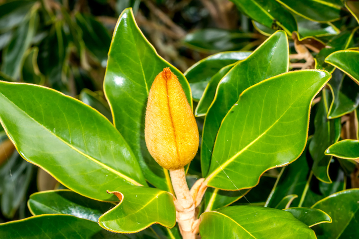 Überwintern von Magnolien im Kübel